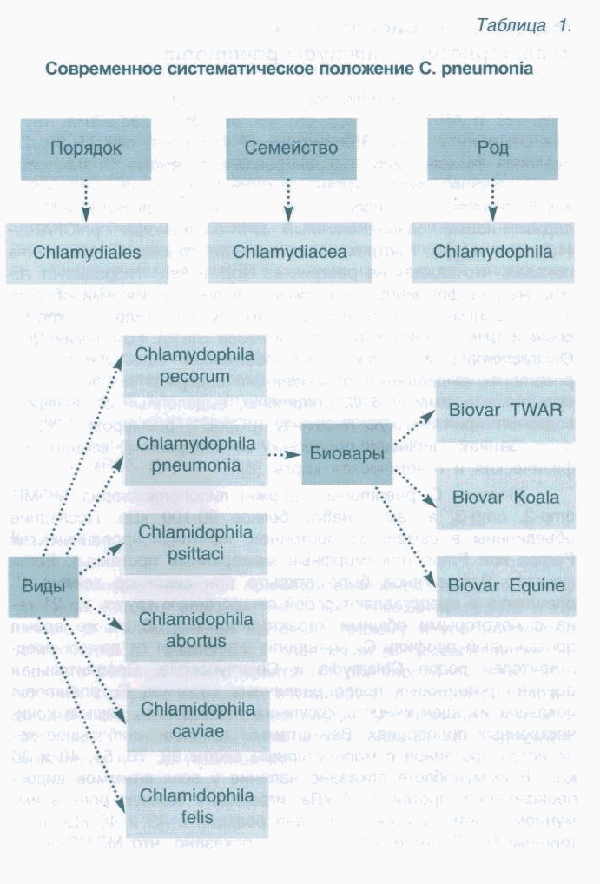 Лечения Хронического Хламидиоза Офлоксацином
